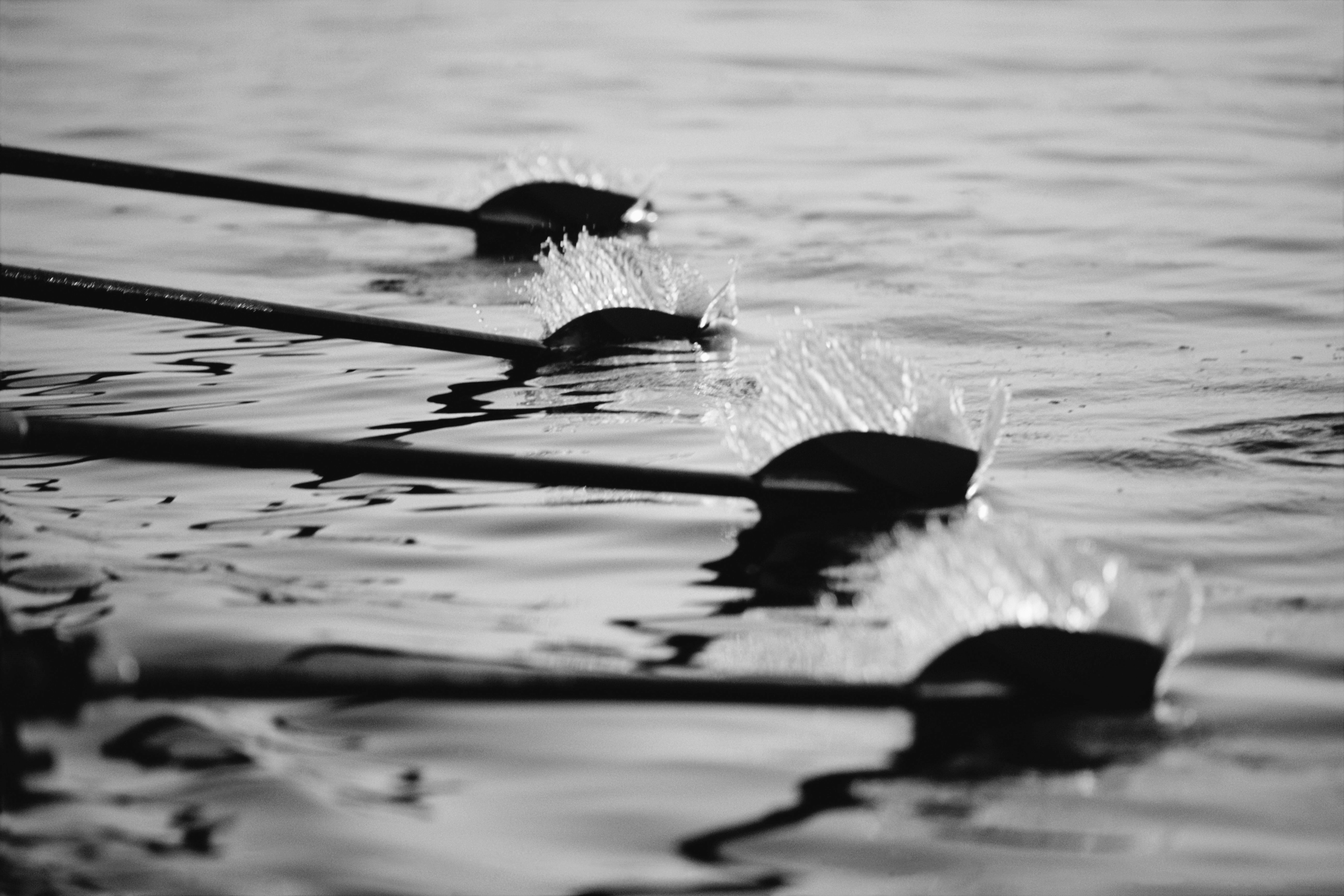 Rowing Team's Oars Black And White
